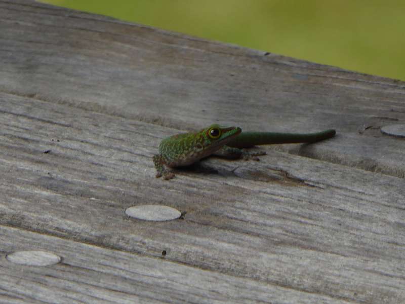 Hilton Northolme Seychelles  Geckos Seychellengecko