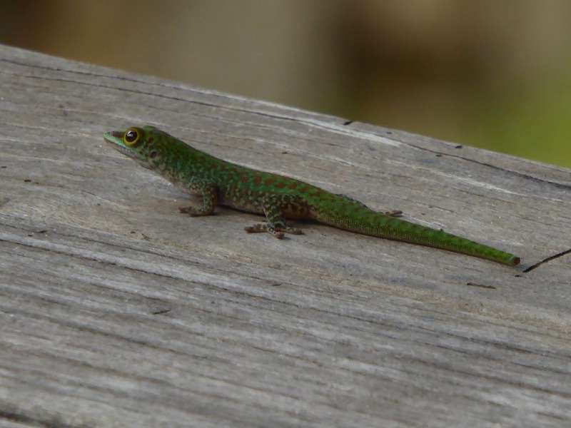 Hilton Northolme Seychelles  Geckos Seychellengecko