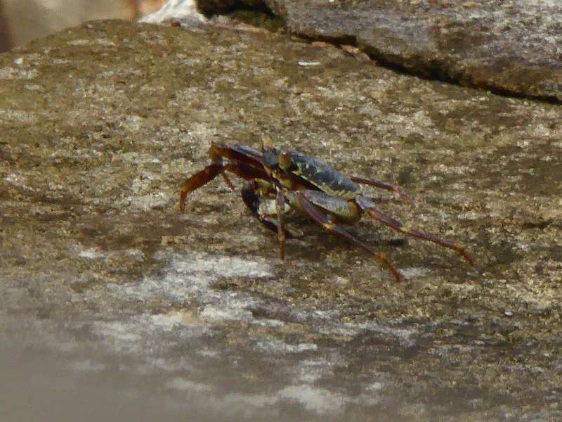 Hilton Northolme Seychelles Crab