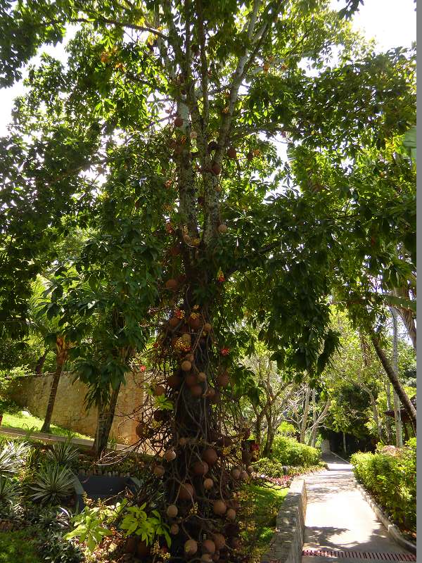 Hilton Northolme Seychelles Cannonballtree Kanonenkugel-Baum (Kanonenkugelbaum)