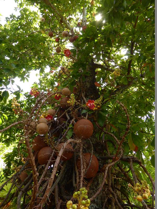 Hilton Northolme Seychelles Cannonballtree Kanonenkugel-Baum Blüte (Kanonenkugelbaum)