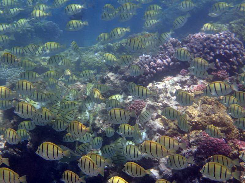 Mauritius Schnorcheln Le Victoria Beachcomber Hotel Mauritius Snorkel