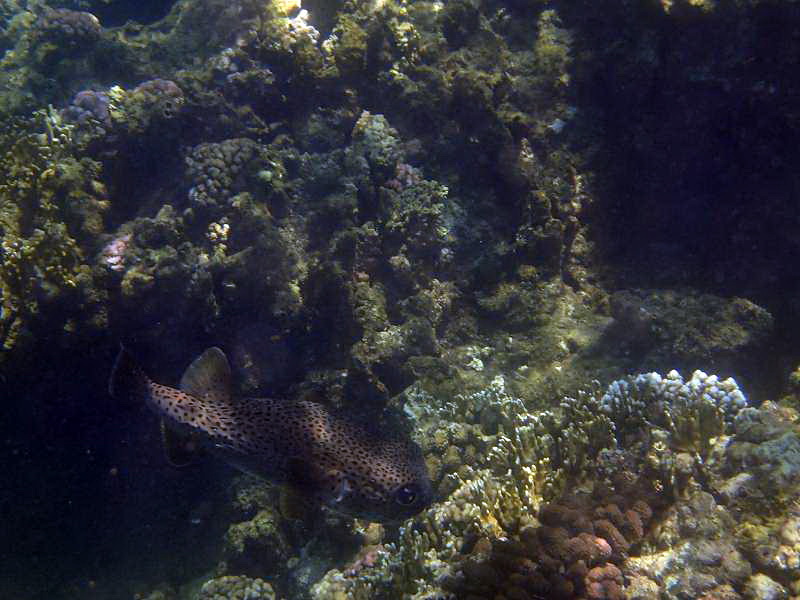 Mauritius Schnorcheln Le Victoria Beachcomber Hotel Mauritius Snorkel