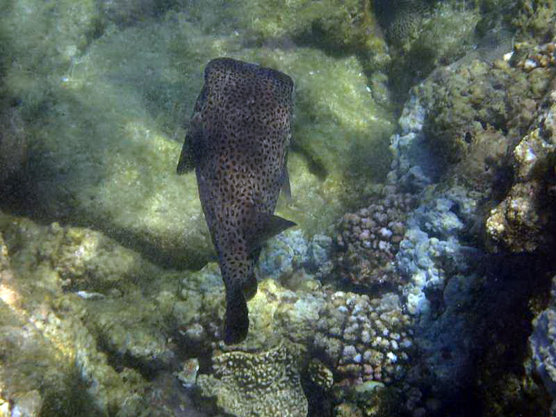 Mauritius Schnorcheln Le Victoria Beachcomber Hotel Mauritius Snorkel