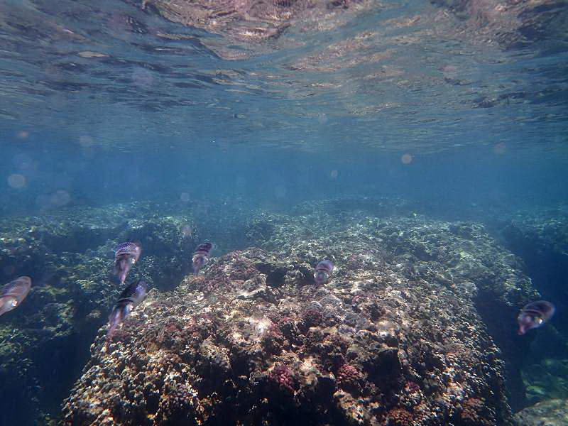 Mauritius Schnorcheln Igelfisch Porcupinefish  Mauritius Snorkel Fish Coral 