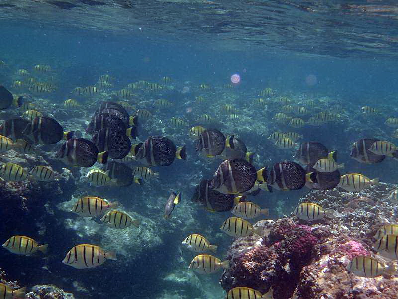 Mauritius Schnorcheln Igelfisch Porcupinefish  Mauritius Snorkel Fish Coral 