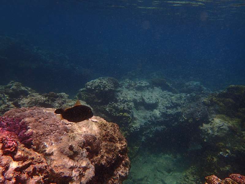 Mauritius Schnorcheln Igelfisch Porcupinefish  Mauritius Snorkel Fish Coral 