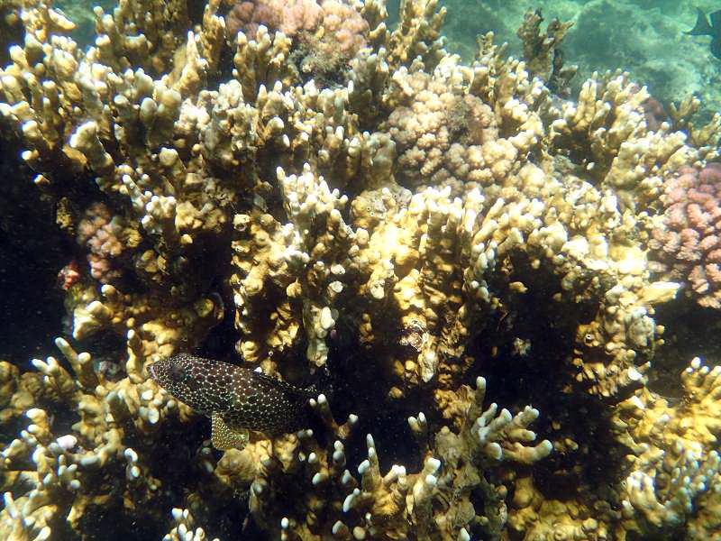 Mauritius Schnorcheln Le Victoria Beachcomber Hotel Mauritius Snorkel Fish Coral 