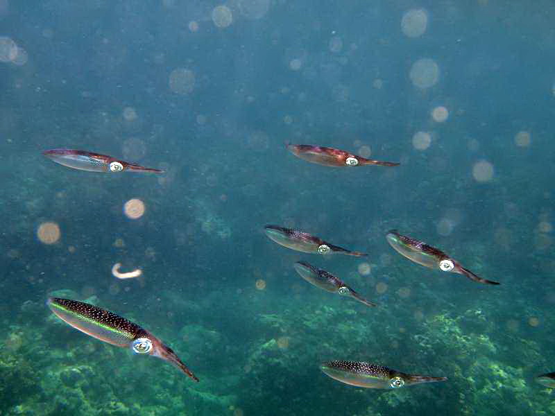 Mauritius Schnorcheln Le Victoria Beachcomber Hotel Mauritius Snorkel Fish Coral 