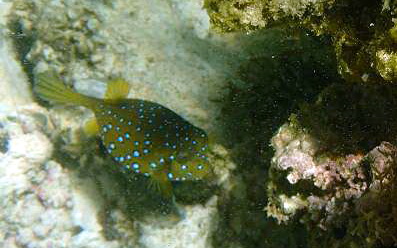 Mauritius Schnorcheln Le Victoria Beachcomber Hotel Mauritius Snorkel Fish Coral 
