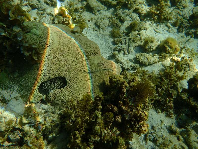 Mauritius Schnorcheln Le Victoria Beachcomber Hotel Mauritius Snorkel Fish Coral 