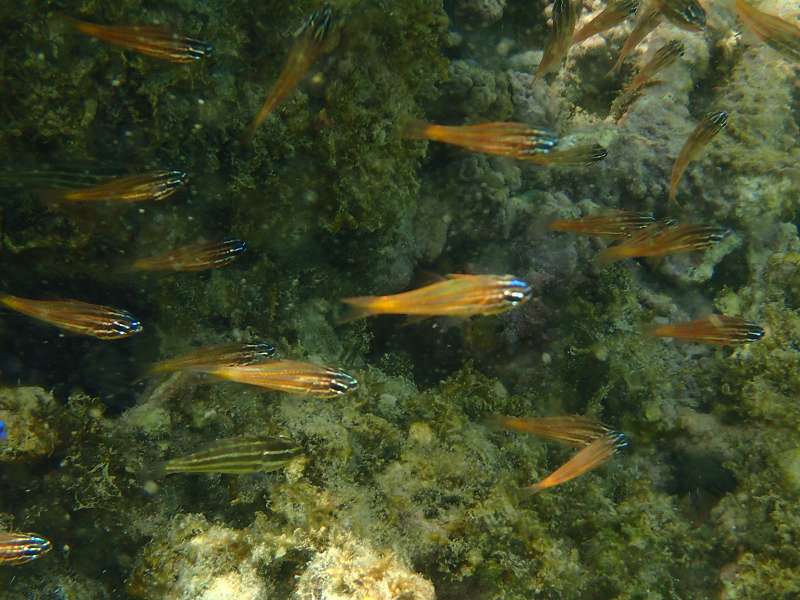 Mauritius Schnorcheln Le Victoria Beachcomber Hotel Mauritius Snorkel Fish Coral 