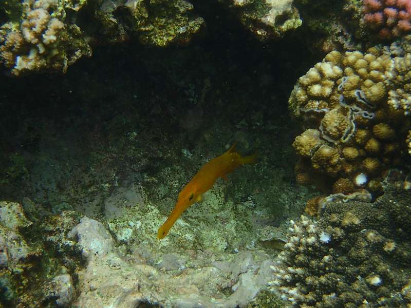 Mauritius Schnorcheln Le Victoria Beachcomber Hotel Mauritius Snorkel Fish Coral Trumpet