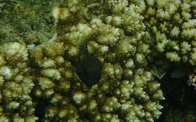 Mauritius Schnorcheln Le Victoria Beachcomber Hotel Mauritius Snorkel Fish Coral Trumpet