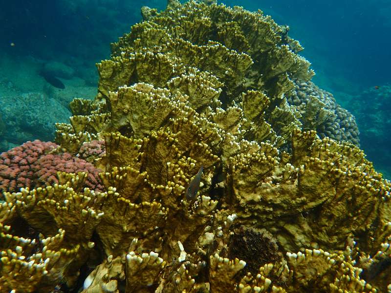 Mauritius Schnorcheln Le Victoria Beachcomber Hotel Mauritius Snorkel Fish Coral Trumpet