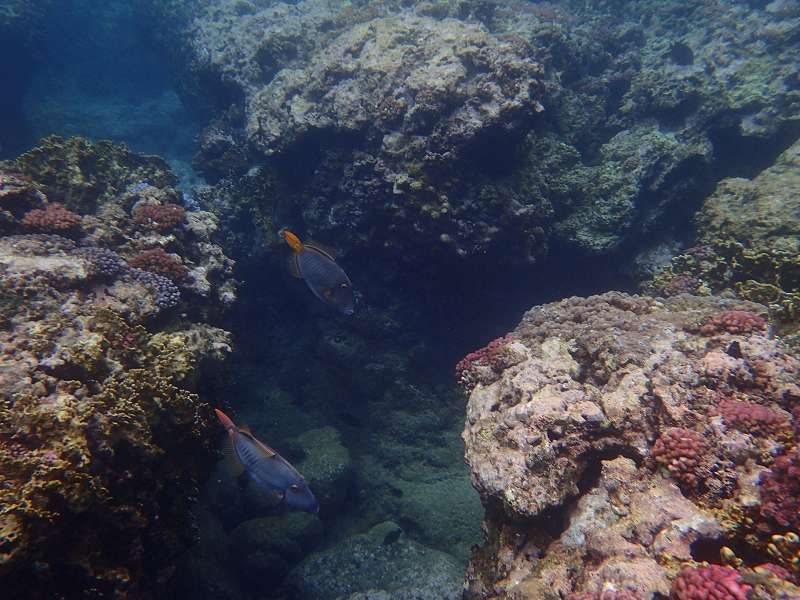 Mauritius Schnorcheln Le Victoria Beachcomber Hotel Mauritius Snorkel Fish Coral Trumpet