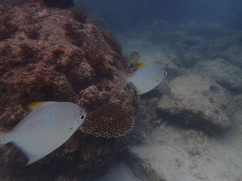 Mahe  Seychelles  Beau Vallon Beach Snorkel Fish and Coral