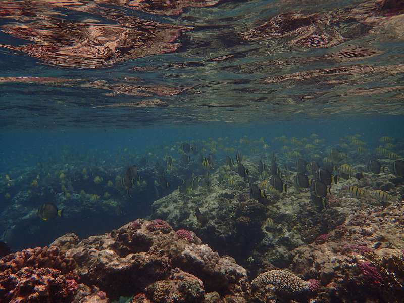 Mauritius Schnorcheln Igelfisch Porcupinefish  Mauritius Snorkel Fish Coral 