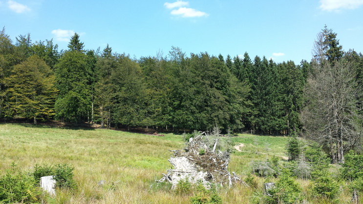 Wisent Wisentgehege Wisentwelt Wittgenstein