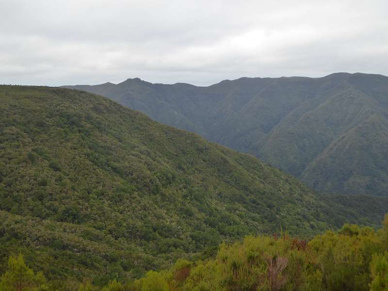    Madeira  Lorbeerwälder Laurasilva Lorbeerwald  Madeira   Cabo  Madeira  Lorbeerwälder Laurasilva Lorbeerwald 