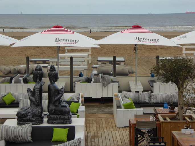 Scheveningen Seesterne nach dem Sturm Seestern