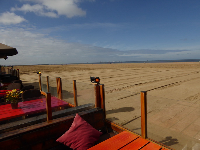Scheveningen Seesterne nach dem Sturm Seestern