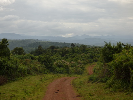  Bushbockroad