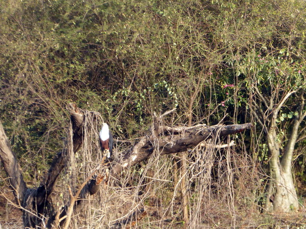 Kenia Lake Baringo Island Camp Boatsafari