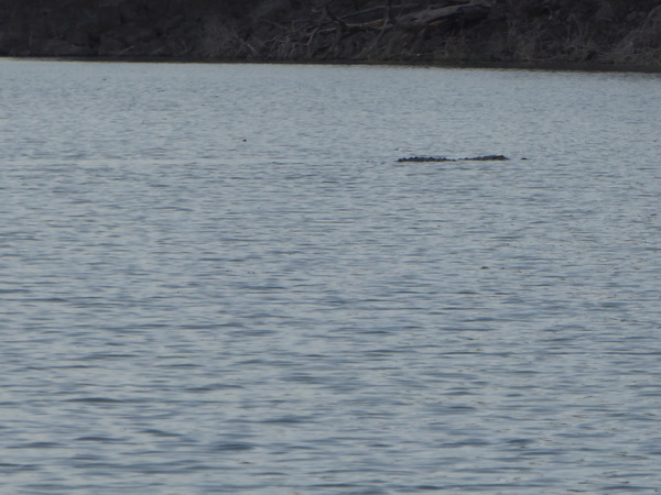 Kenia Lake Baringo Island Camp Big Croc