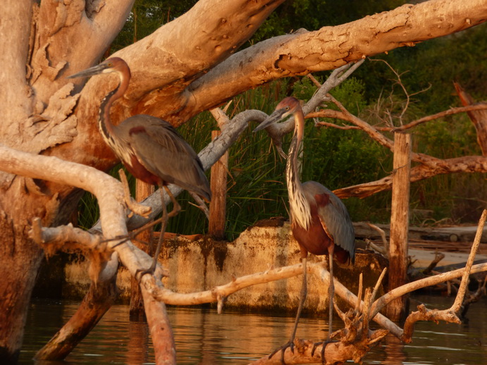Kenia Lake Baringo Island Camp Cormorantree Goliathheron