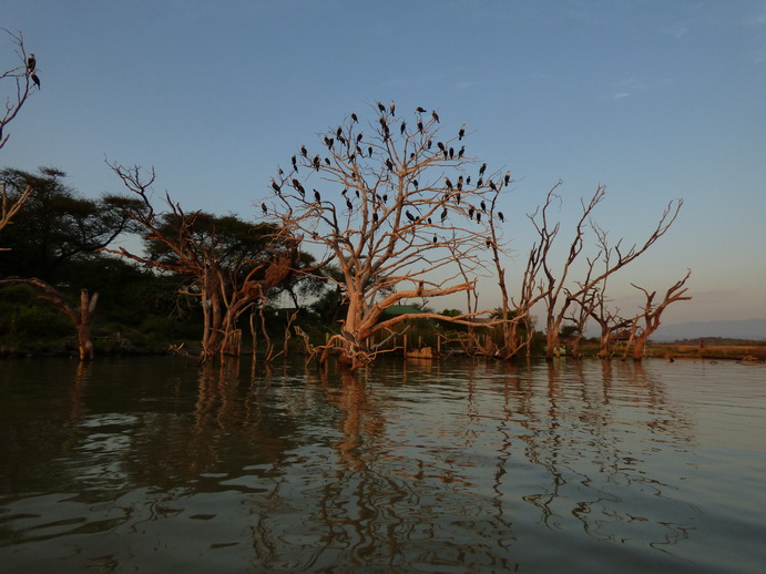 Kenia Lake Baringo Island Camp Cormorantree