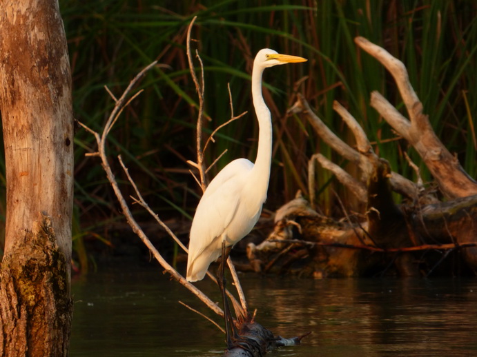 Kenia Lake Baringo Island Camp Cormorantree Heron