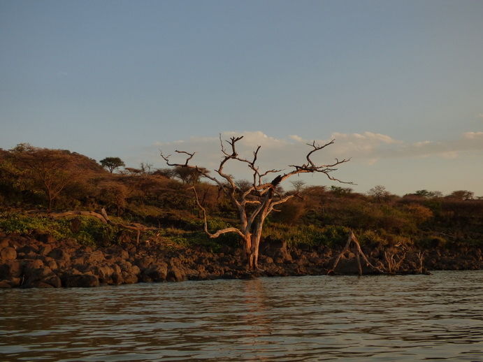 Kenia Lake Baringo Island Camp Fisheageltree