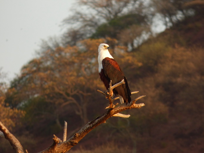 Kenia Lake Baringo Island Camp Fisheageltree