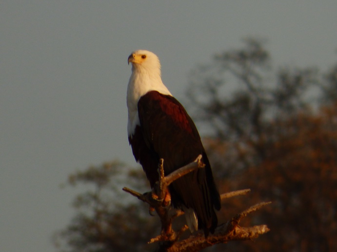 Kenia Lake Baringo Island Camp Fisheageltree