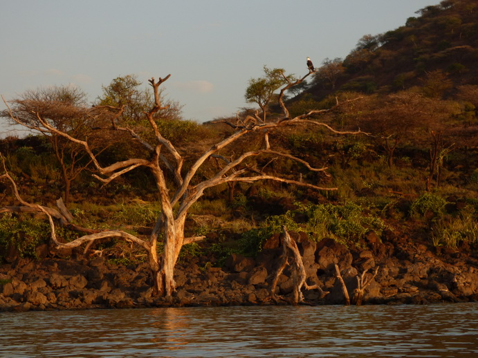 Kenia Lake Baringo Island Camp Fisheageltree