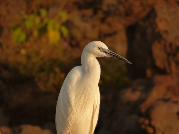 Kenia Lake Baringo Island Camp White Heron