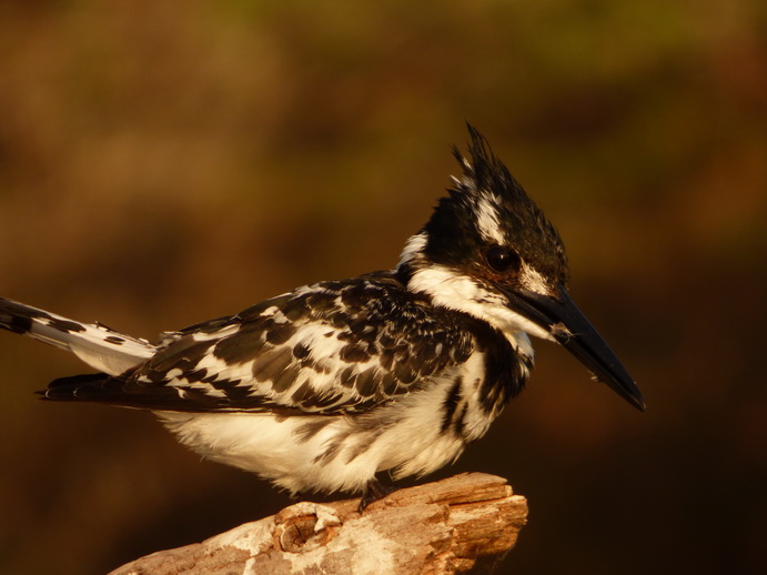 Kenia Lake Baringo Island Camp White Heron Kingfisher Eisvogel