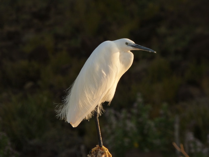 Kenia Lake Baringo Island Camp White Heron