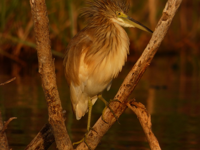Kenia Lake Baringo Island Camp heron
