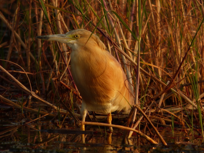 Kenia Lake Baringo Island Camp White Heron
