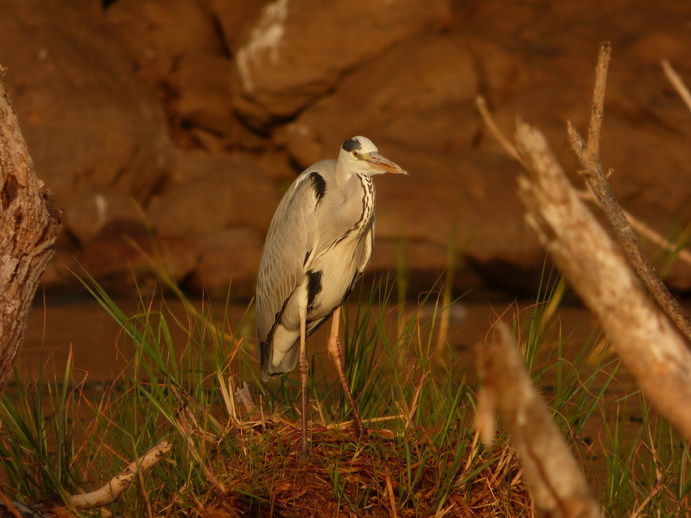 Kenia Lake Baringo Island Camp Heron nesting