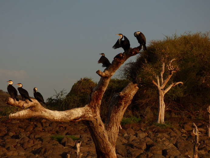 Kenia Lake Baringo Island Camp Kormorantree
