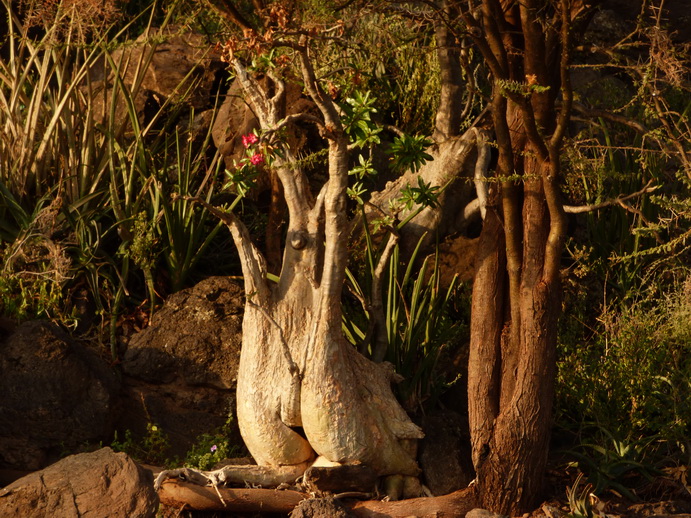 Kenia Lake Baringo Island lokal Fishermen