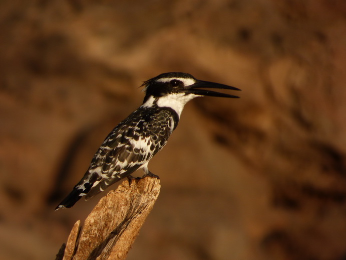 Kenia Lake Baringo Eisvogel