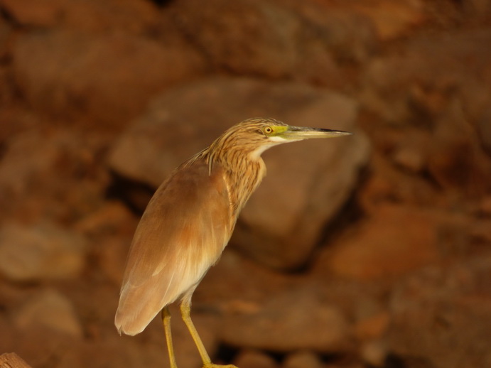 Kenia Lake Baringo Eisvogel