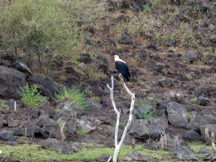 Kenia Lake Baringo Island Camp Fisheagel