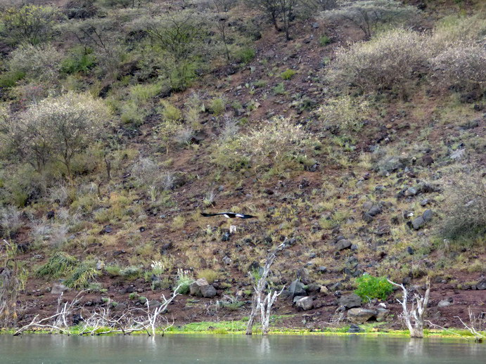 Kenia Lake Baringo Island Camp Fisheagel