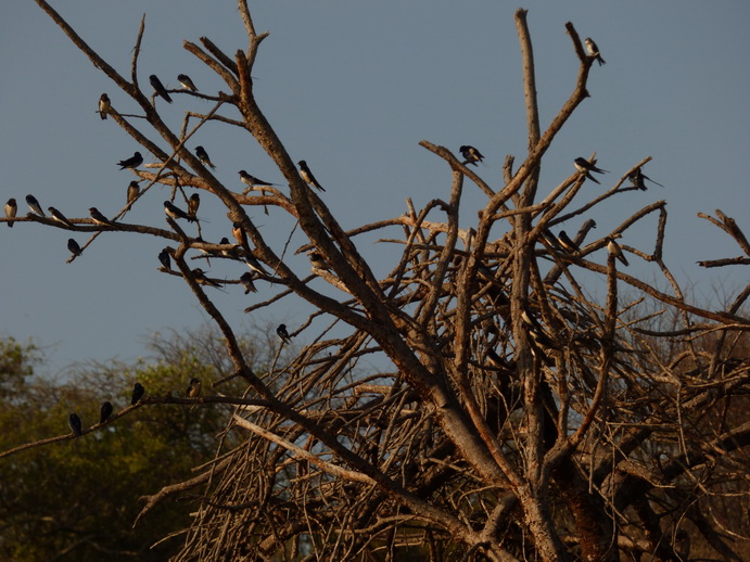 Kenia Lake Baringo swallows