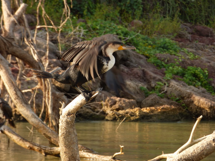 Kenia Lake Baringo Kormoran